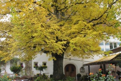 Ausfl_Chiem_15_12