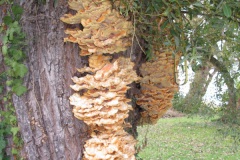 Ausfl_Chiem_15_21